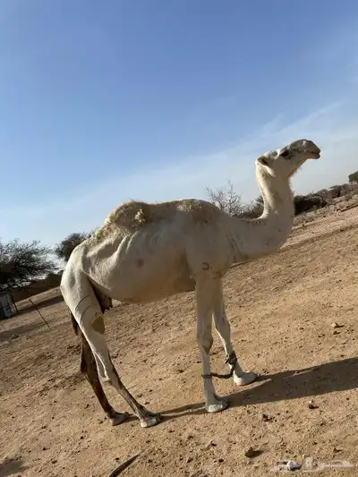 ناقه وضحا ضروبه 1