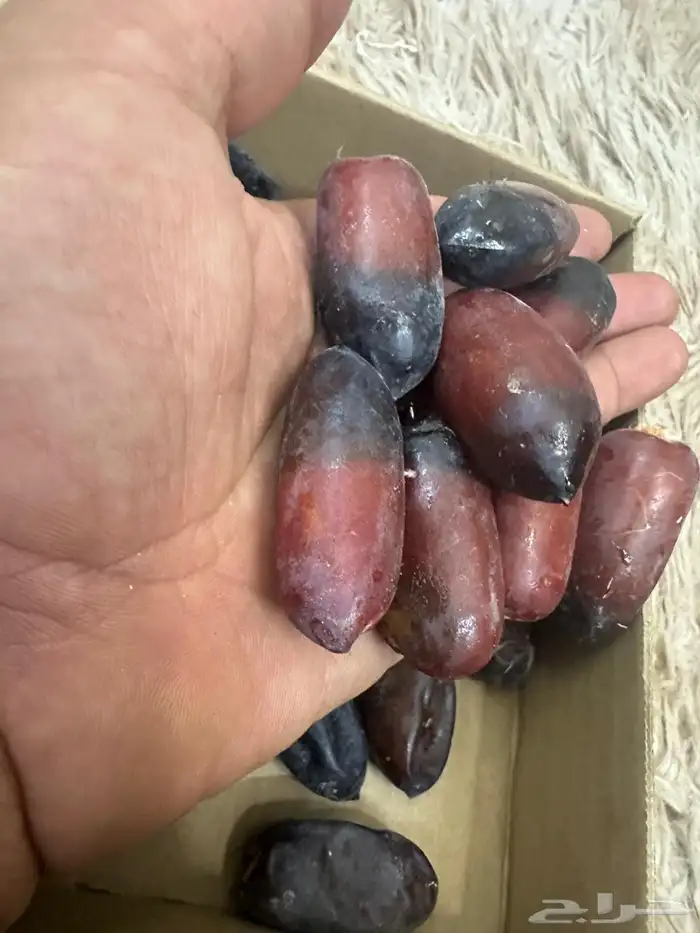رطب تمر من المزرعة 3