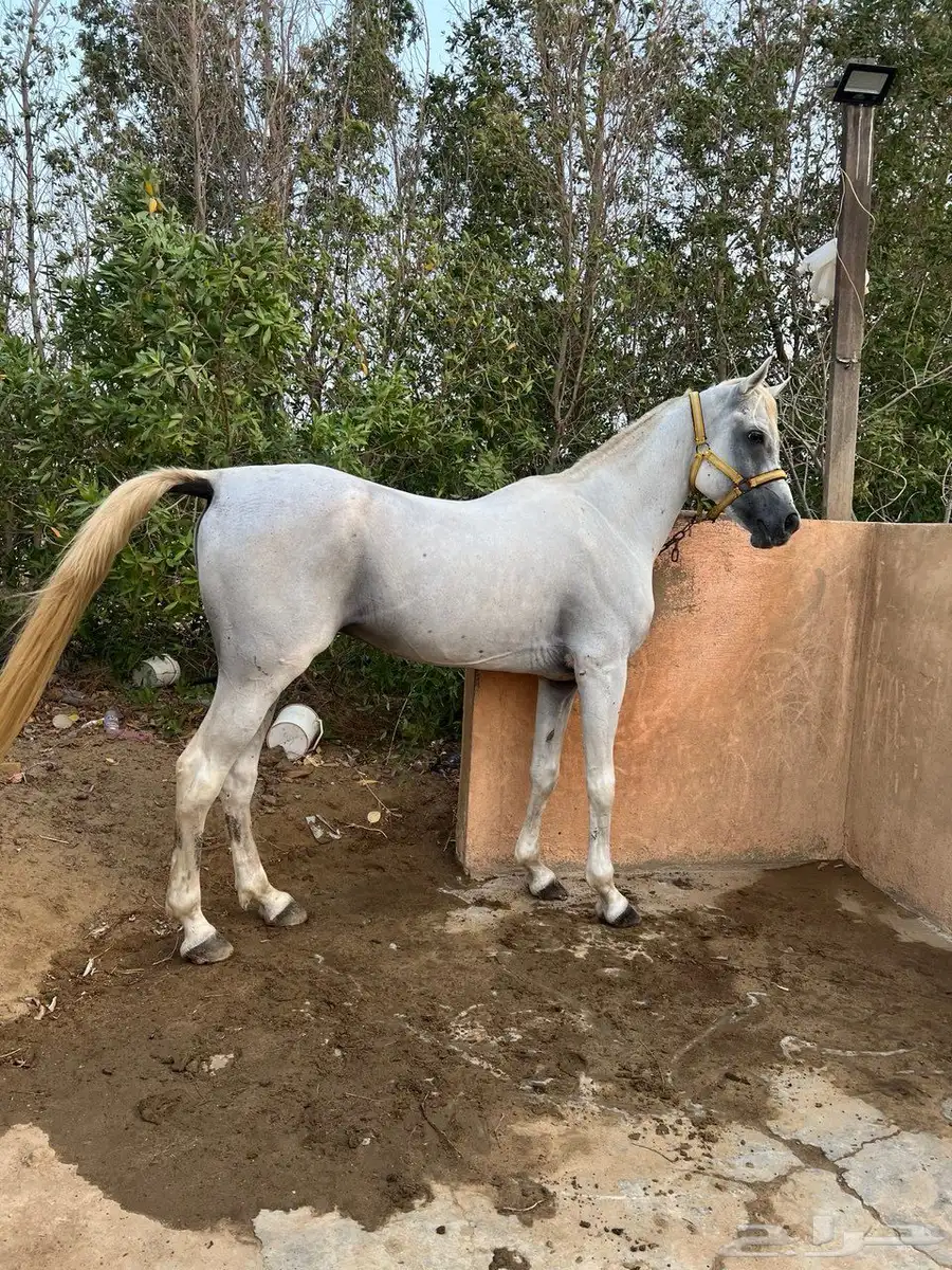 حصان مصري بيور 3