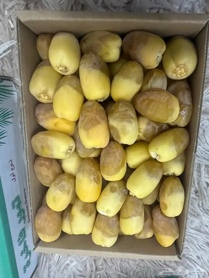 رطب تمر من المزرعة 5