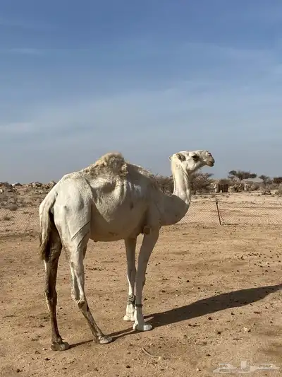ناقه وضحا ضروبه 0