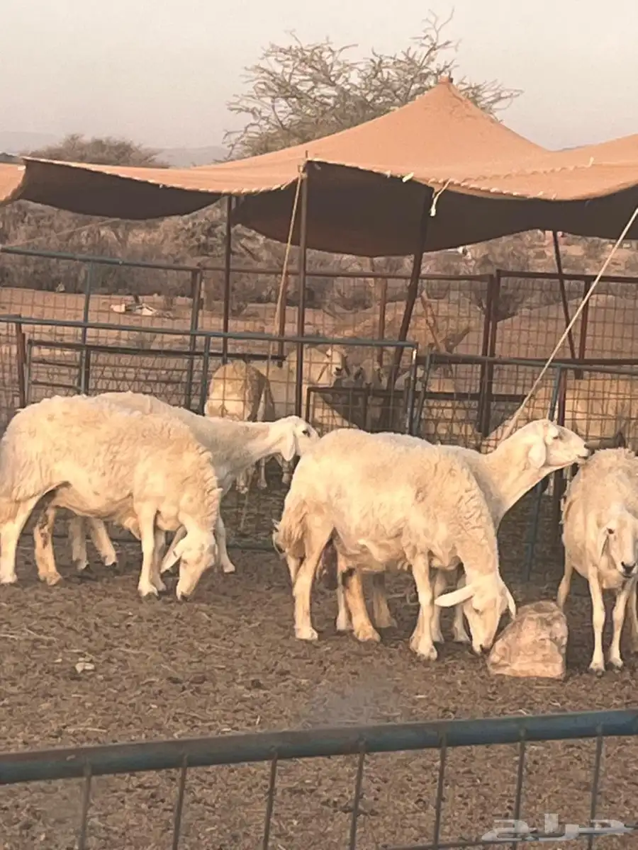 غنم حريه خلفات ومفاصيل للبيع غنم مراح 0
