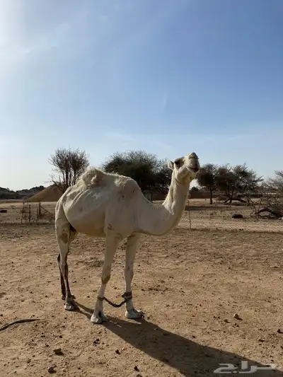 ناقه وضحا ضروبه 2