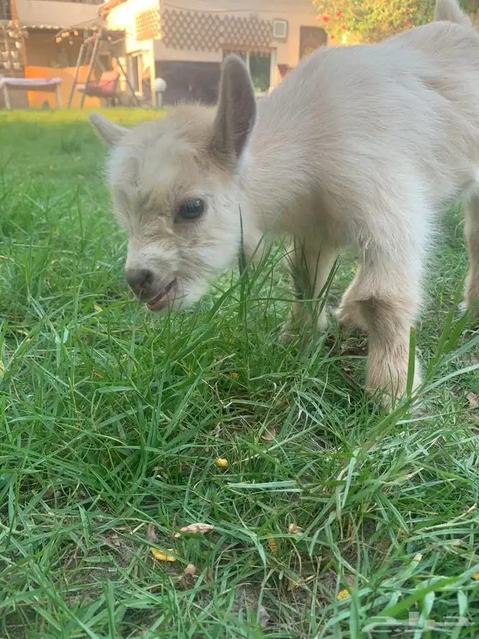 ماعز قزم صغير الماعز القزم 20