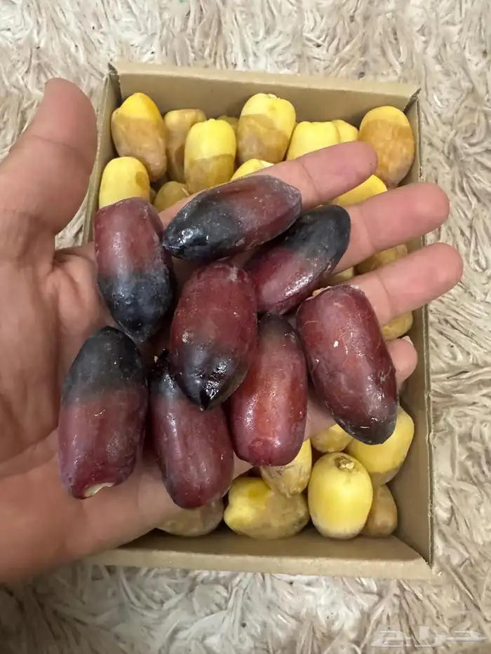 رطب تمر من المزرعة 4