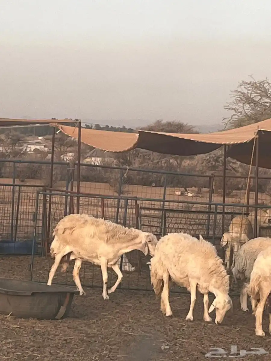 غنم حريه خلفات ومفاصيل للبيع غنم مراح 5