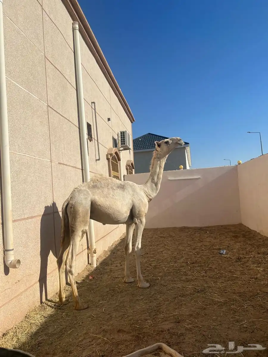 فحل باتلي كفو للبيع عاجل index