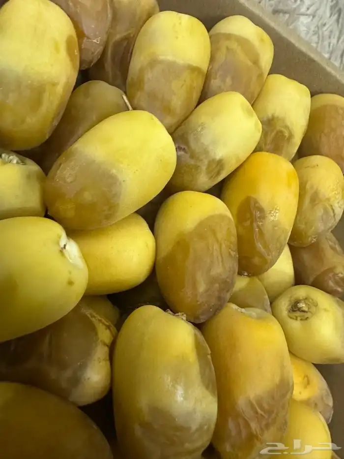 رطب تمر من المزرعة 2