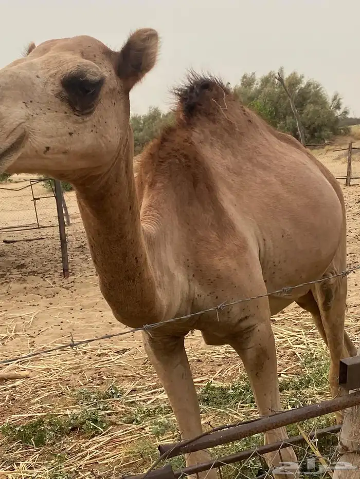 بيع نياق 3