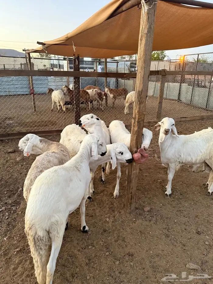 طليان سواكن مرابى تم البيع 1