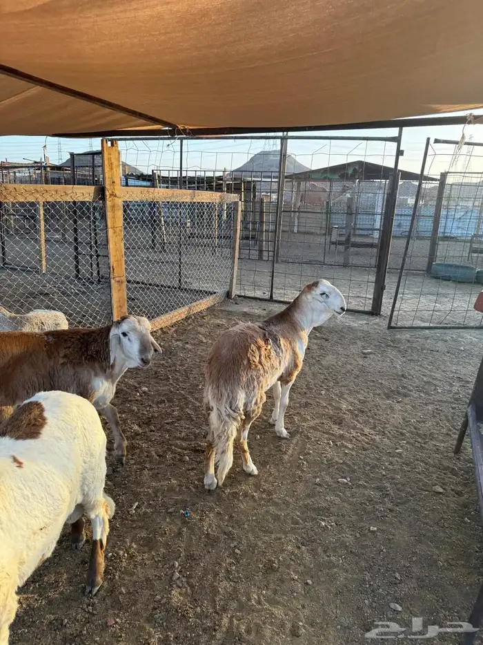 طليان سواكن مرابى تم البيع 3