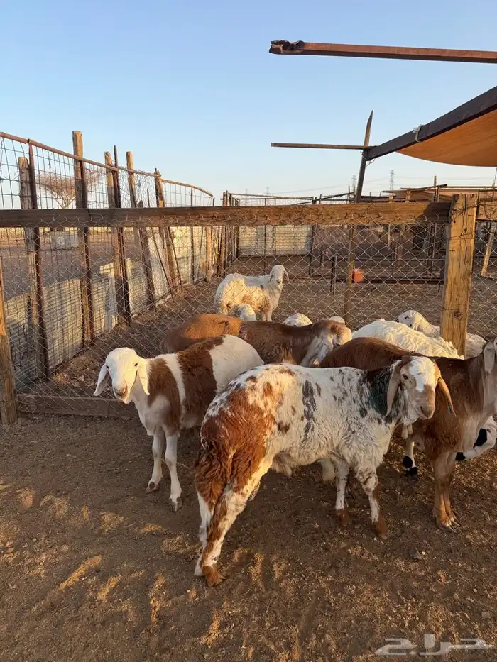 طليان سواكن مرابى تم البيع 0