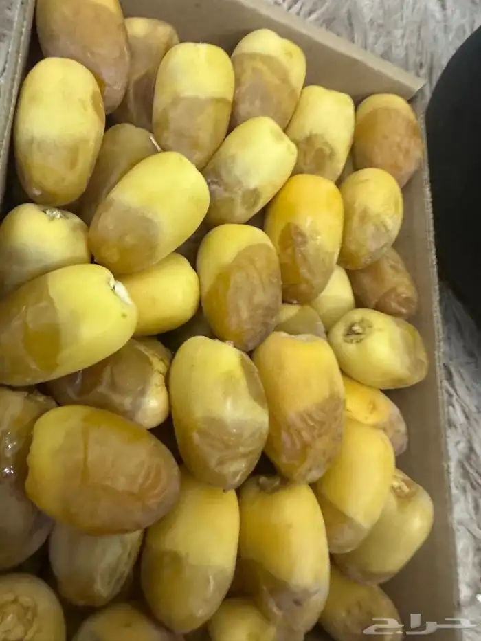 رطب تمر من المزرعة 0