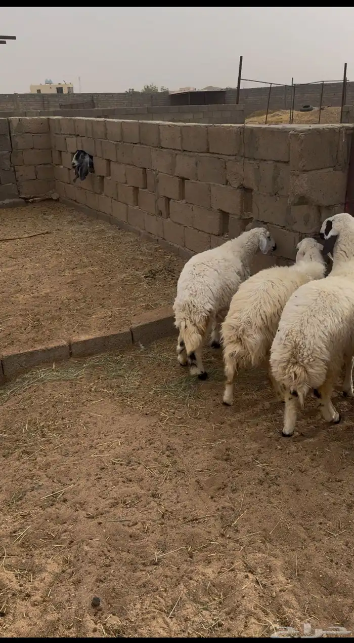 خمس رخال نعيمي فل شحم 0