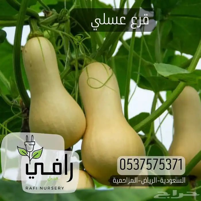 شتلات قرعيات 1