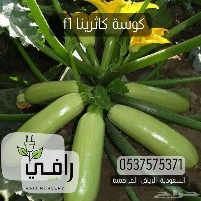 شتلات قرعيات 3