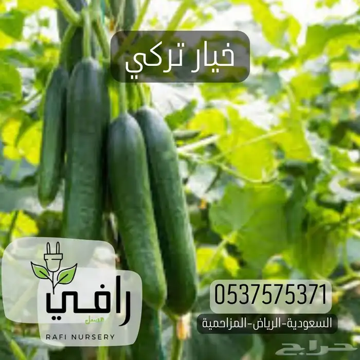 شتلات قرعيات 2