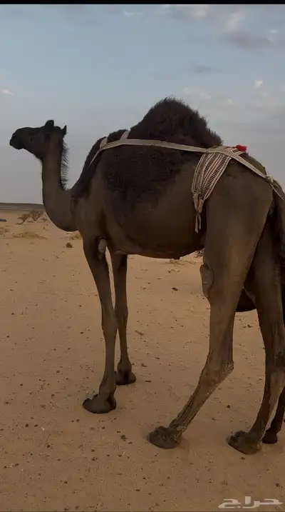 خلفه تحتها قعود 0