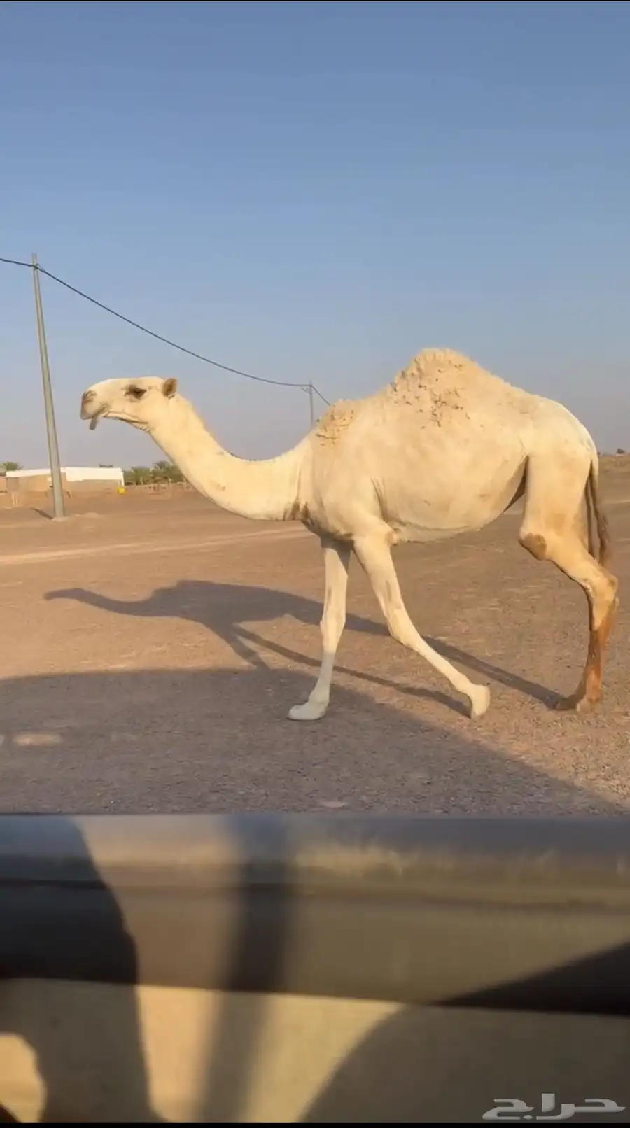 حقه باتليه كفووو 0