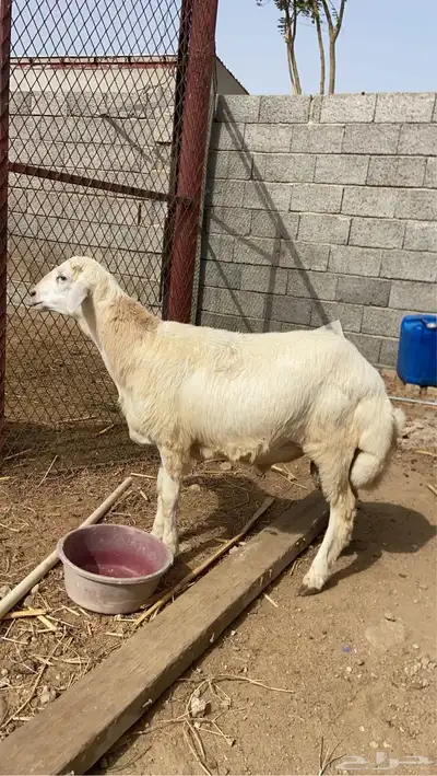 مشروع فحل صنف 0