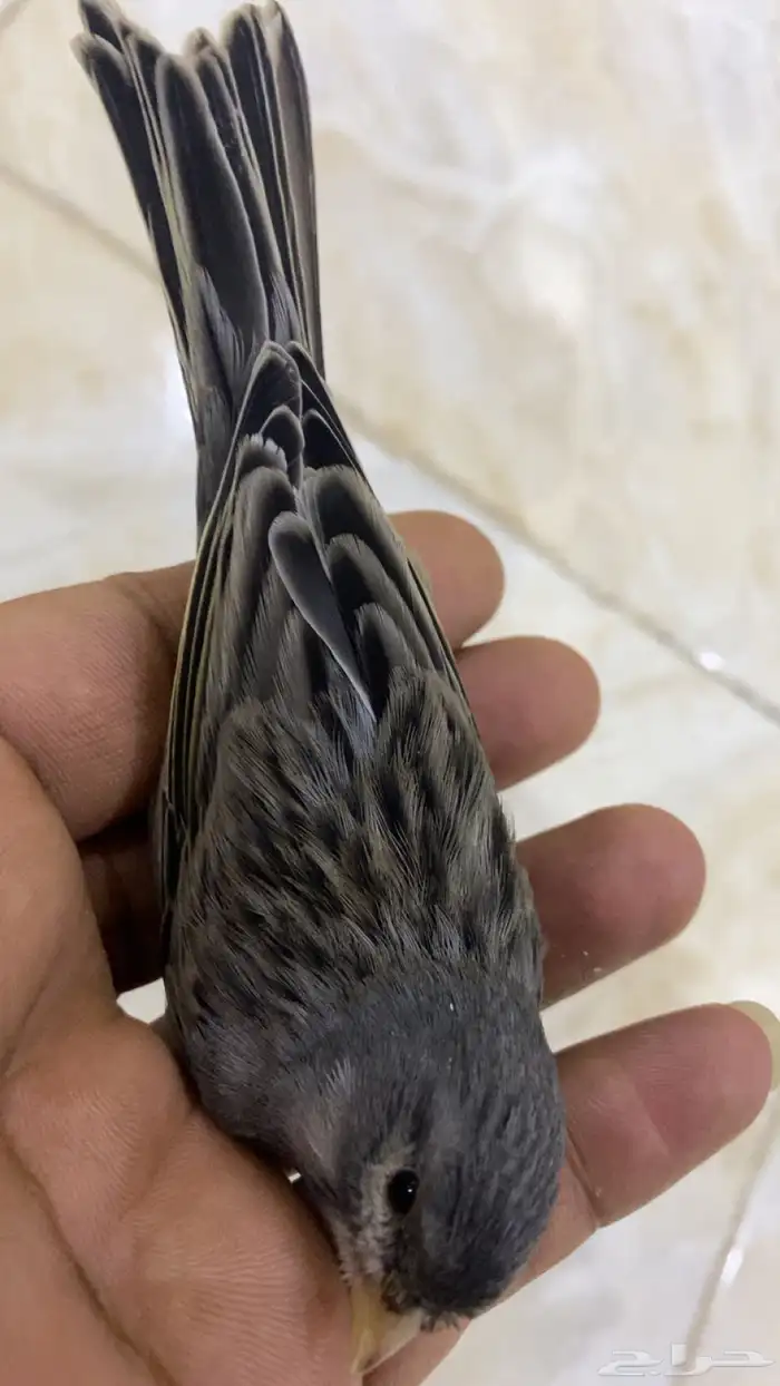 للبيع دكر كناري منتج وتغريد 0