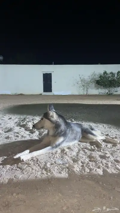 هاسكي 0