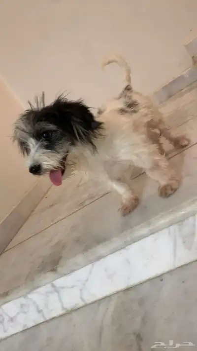 كلب لعوب و مرح 4