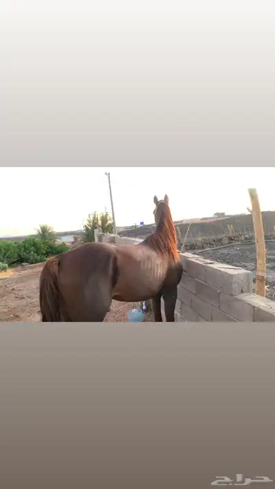 حصان شعبي بطل حار مع الخيال مايصلح للمبتدئين 3