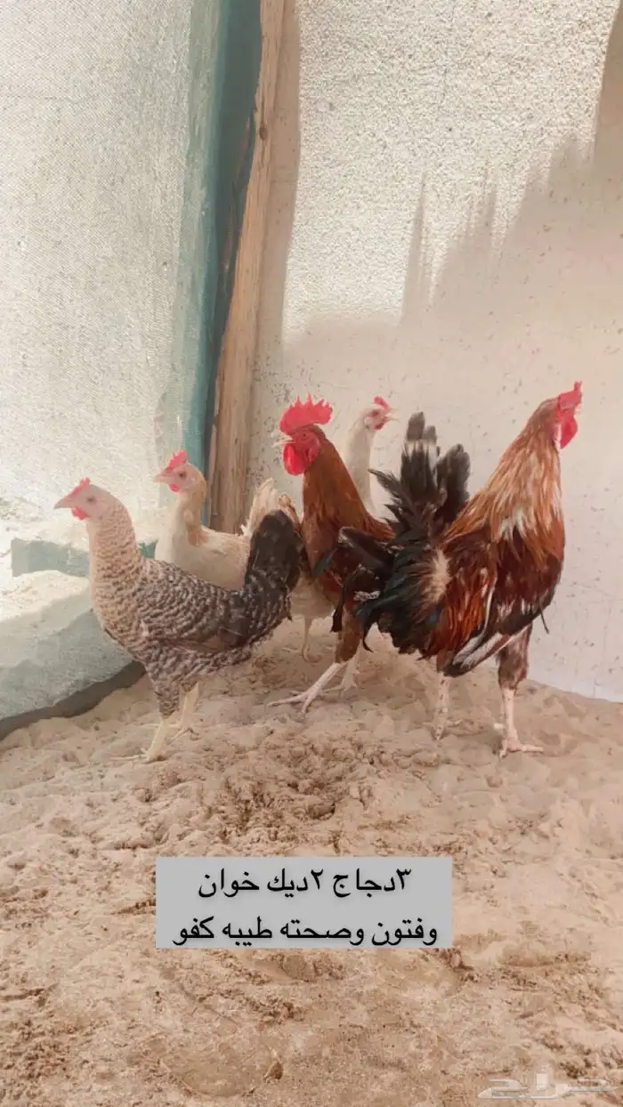 ديكه اخوان وثلاث دجاج وكفوو 0