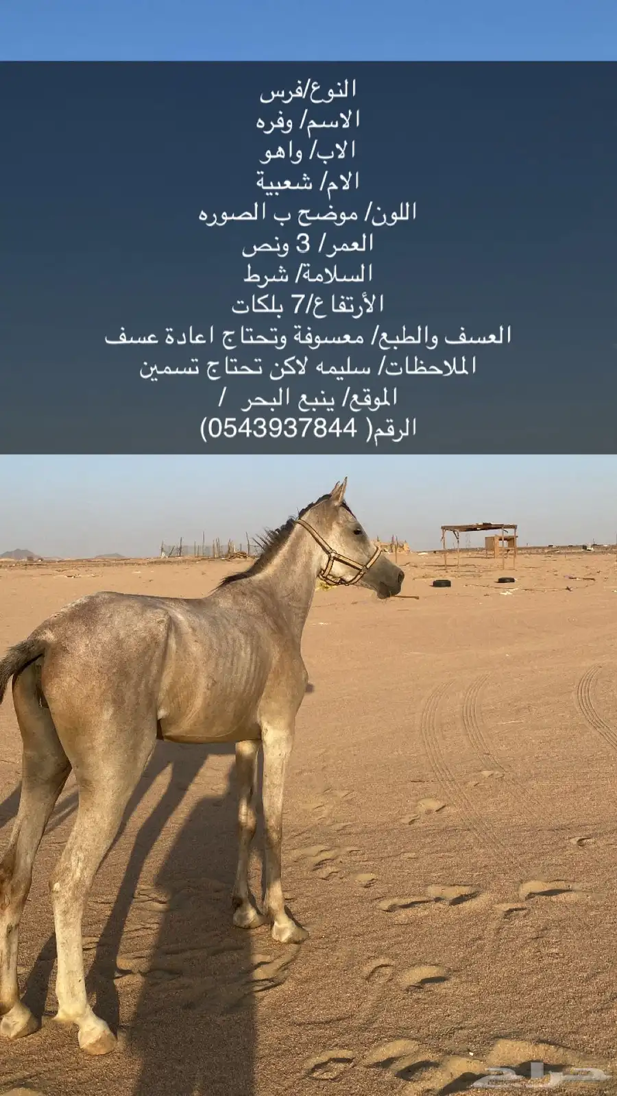 فرس 0
