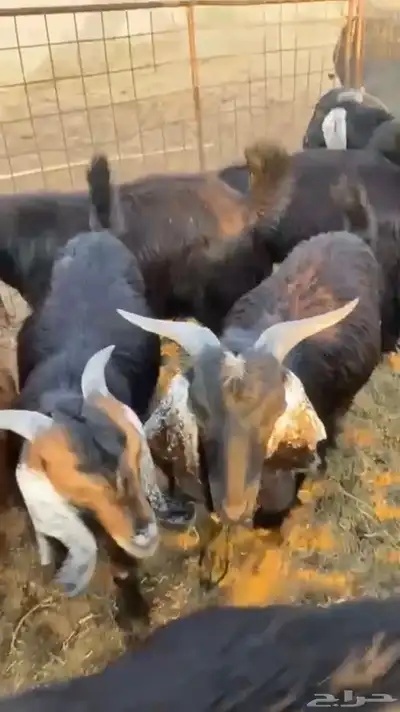 للبيع تيوس طيبه فل شحم العمر 6شهور 0