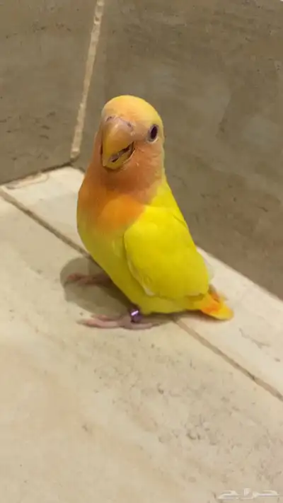 روز 1