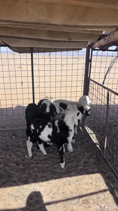 للبيع 6 طليان مشاريك 4 خرفان و 2 رخال عمر ثلاث اشهر 0