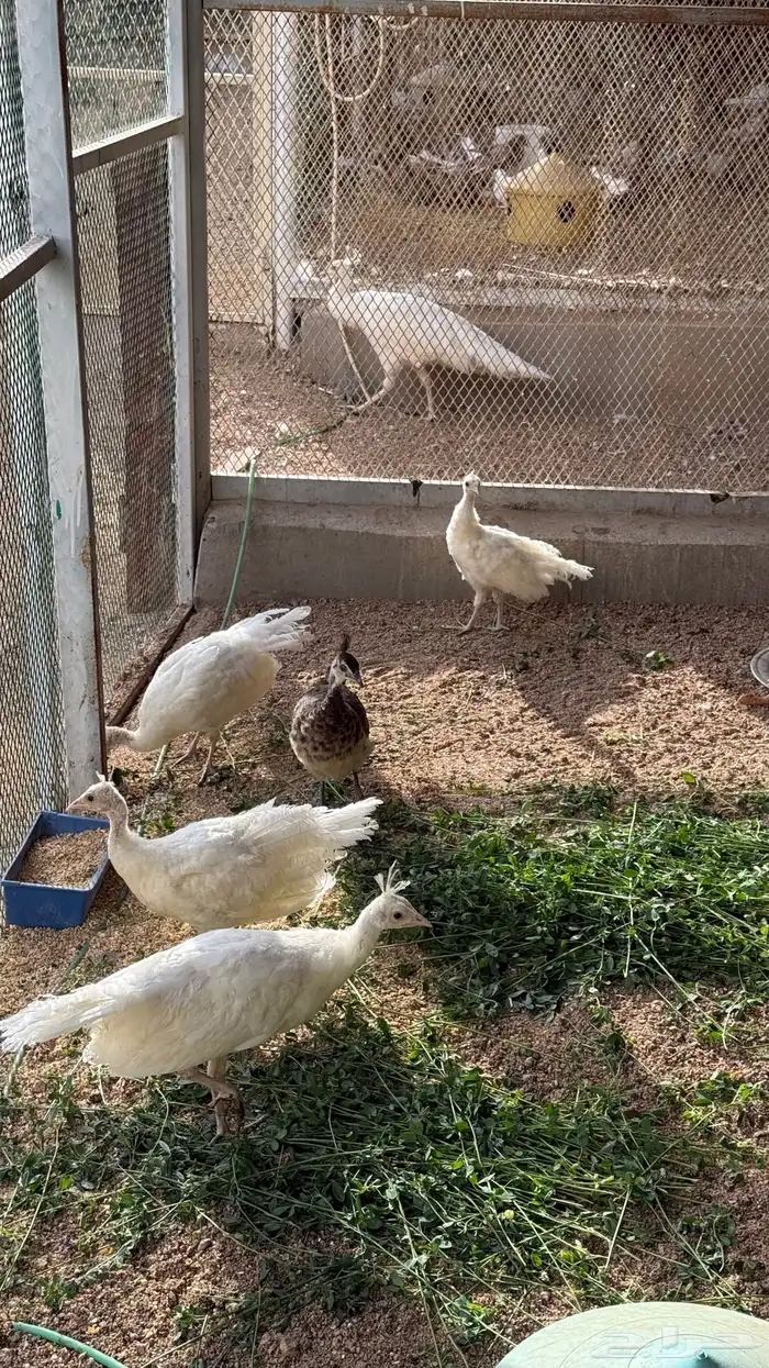 فروخ طاووس ابيض للبيع 3