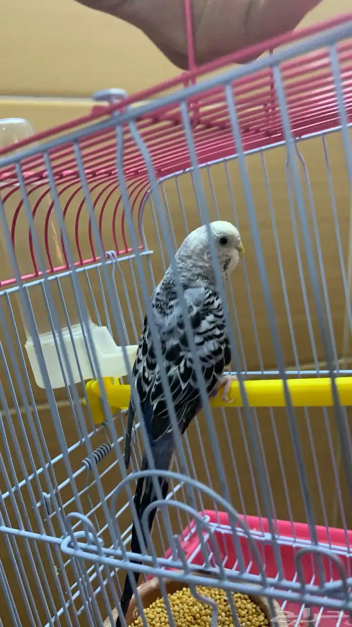 انتثى طير حب منتجه للبيع 6