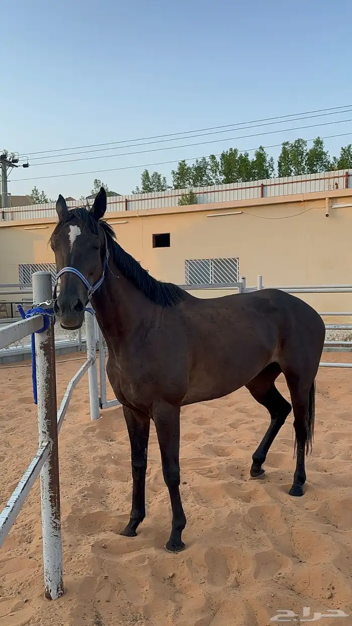 خيل عربي انقليزي سبق 0