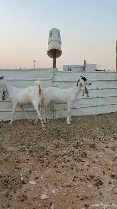 ماعز مشاريك 3