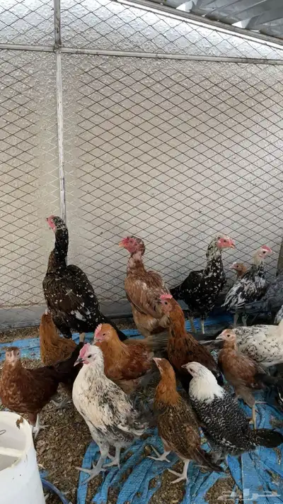 دجاج باكستاني سنود 4