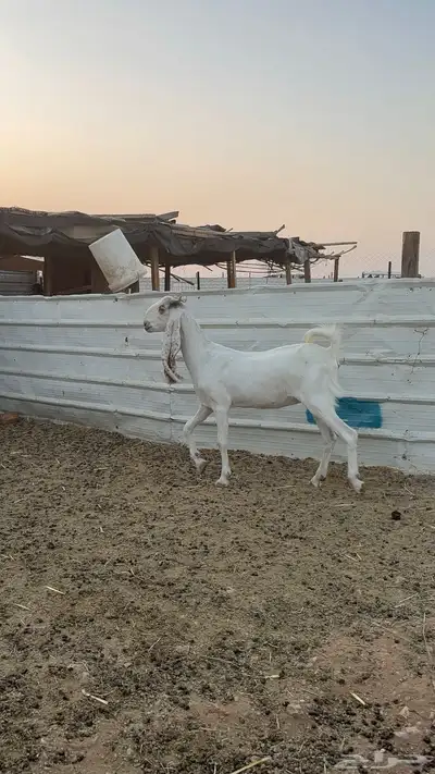 ماعز مشاريك 0