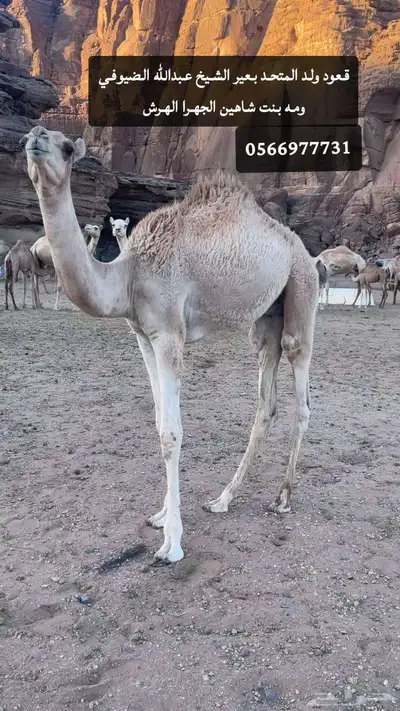 قعدان سلاله طيبه 1