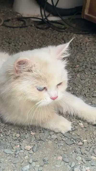 بسه أو قطوه منزليه للبيع 2