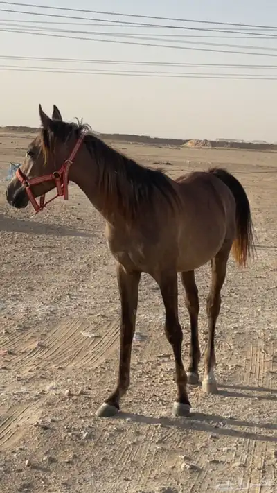 مهر 1