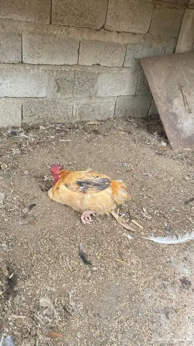 ديك كفر سليم في كسر في رجله فقط 0