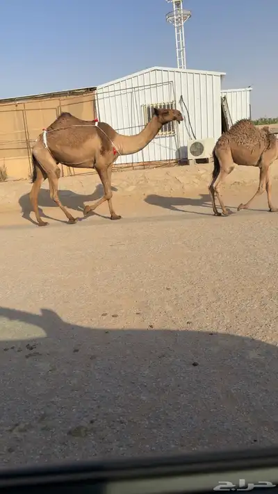 الصفراء البكر الكفو 1