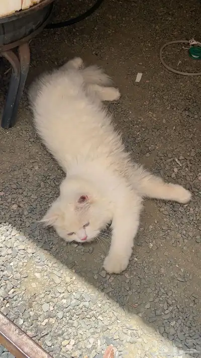 بسه أو قطوه منزليه للبيع 0