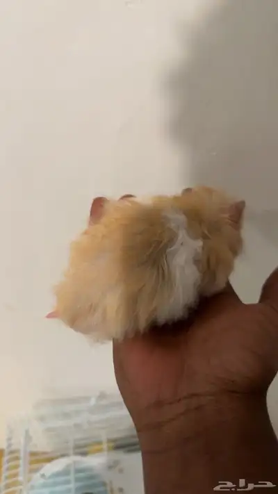 هامستر عمره شهرين 2
