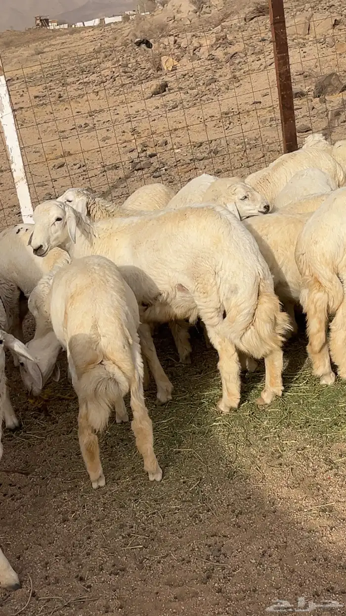 طليان طيبه وفل شحم مشاءالله 1