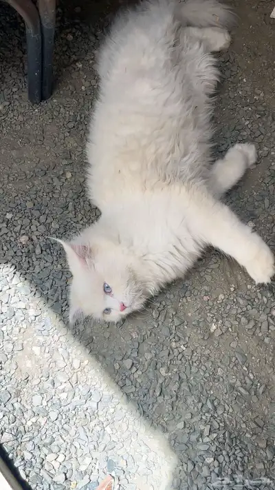 بسه أو قطوه منزليه للبيع 1