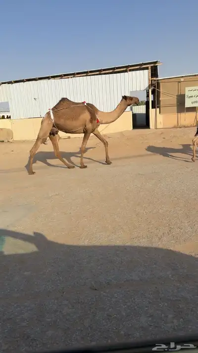 الصفراء البكر الكفو 2