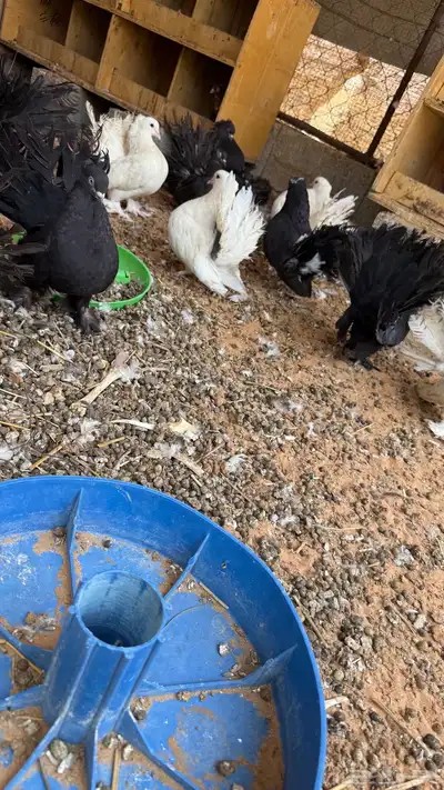 حمام رقاصي 4